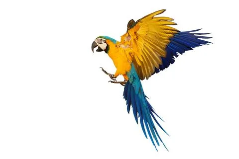 Parrot Stock Photos