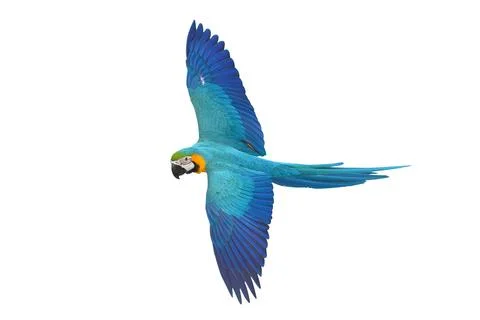 Parrot Foto stock