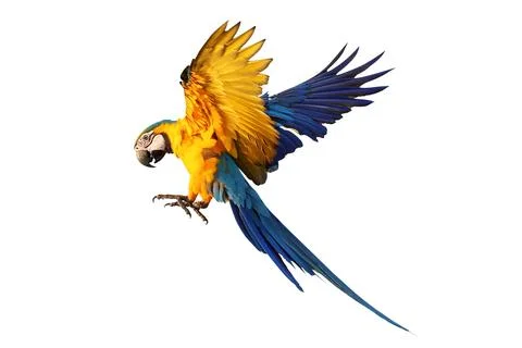 Parrot Stock Photos