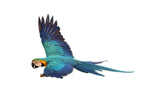 Parrot Foto stock