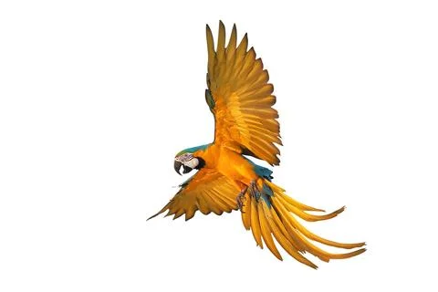Parrot Stock-Fotos