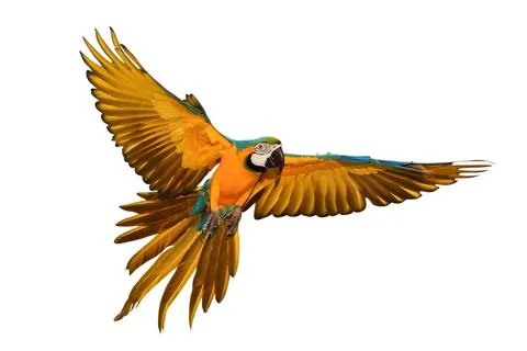 Parrot Stock Photos