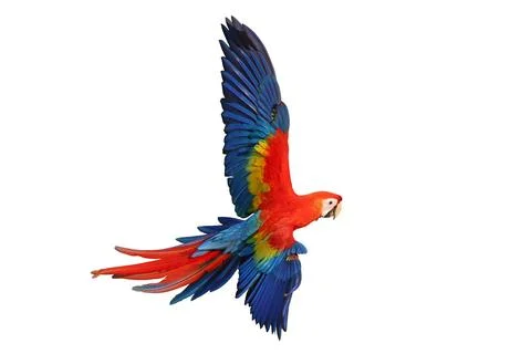 Parrot 写真素材