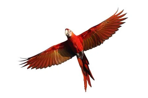 Parrot 스톡 사진