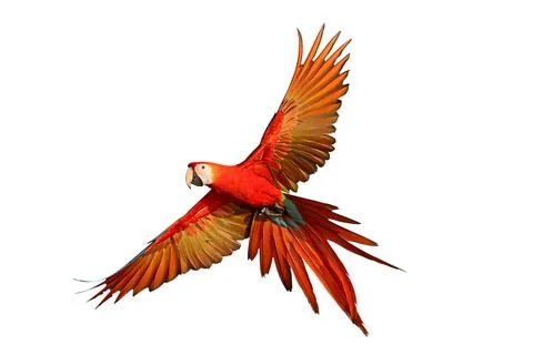 Parrot Stock Photos