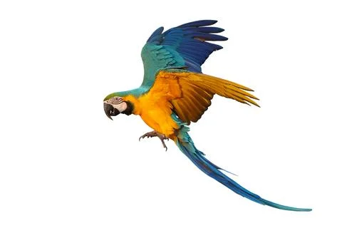 Parrot Stock Photos