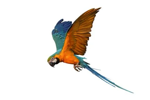 Parrot 스톡 사진
