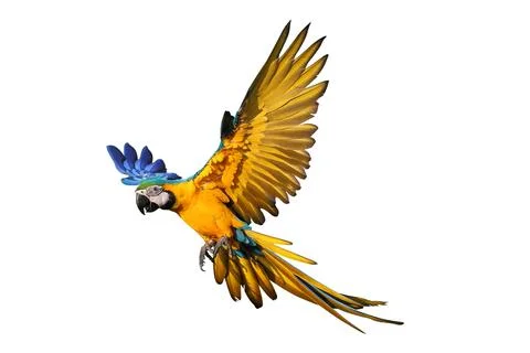 Parrot 스톡 사진