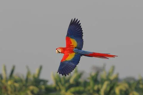 Parrot 스톡 사진