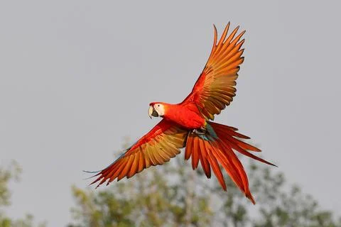 Parrot 스톡 사진