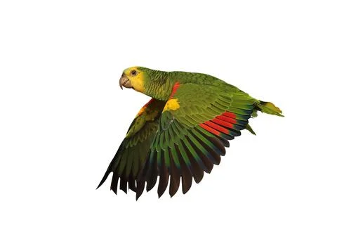 Parrot Foto stock