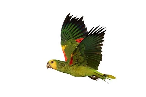 Parrot Stock Photos