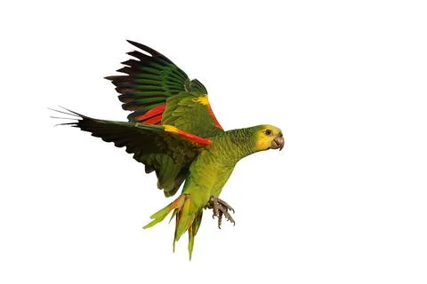 Parrot Foto stock