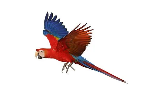 Parrot 스톡 사진