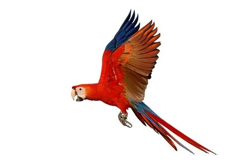 Parrot 스톡 사진