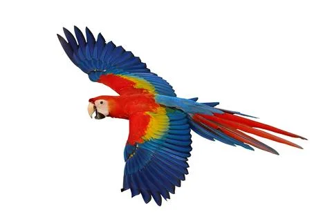 Parrot Foto stock