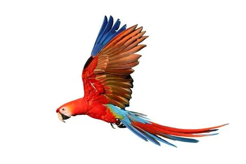Parrot Foto stock
