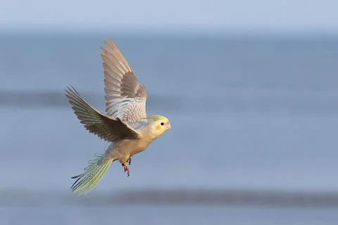Parrot 스톡 사진