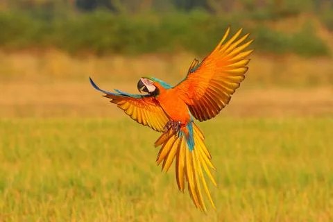 Parrot 스톡 사진
