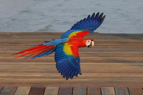 Parrot 스톡 사진