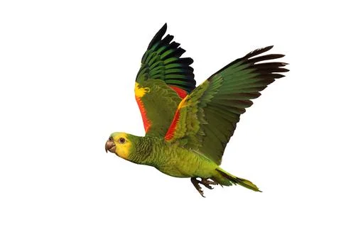 Parrot Foto stock