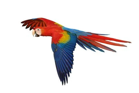 Parrot Foto stock