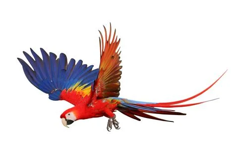 Parrot 스톡 사진