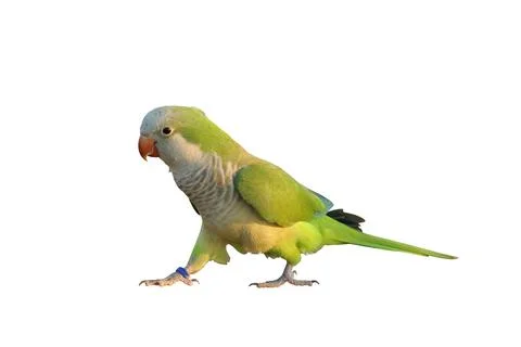 Parrot 스톡 사진