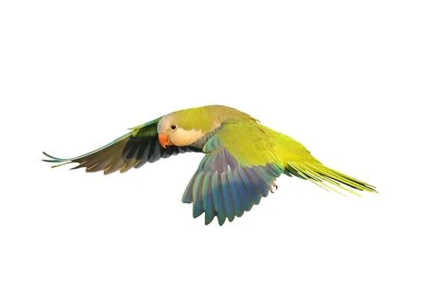 Parrot Stock Photos