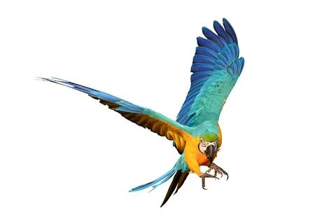 Parrot Stock Photos