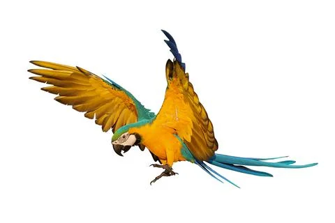 Parrot Stock Photos