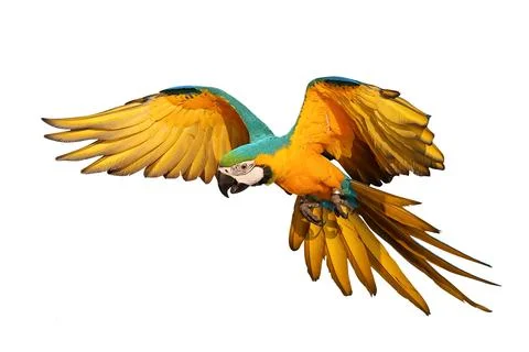 Parrot Stock Photos