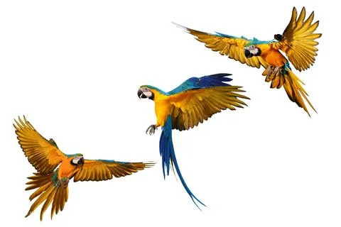 Parrot Stock Photos