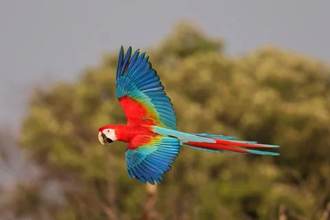 Parrot Stock Photos