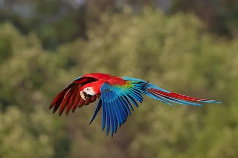 Parrot Stock Photos