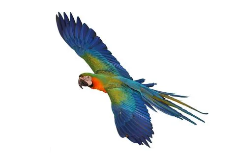 Parrot Stock Photos