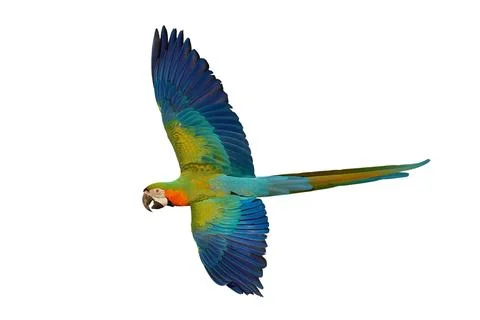 Parrot Stock Photos