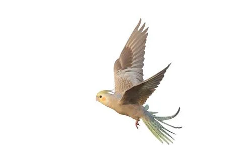 Parrot Stock Photos