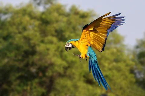 Parrot Stock Photos