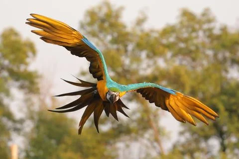 Parrot Stock Photos