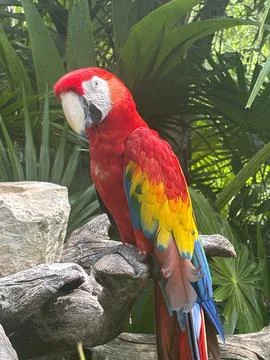 Parrot Stock-Fotos