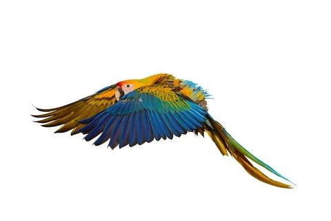 Parrot Stock-Fotos