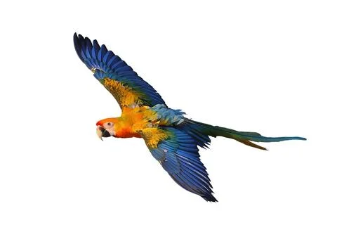 Parrot Stock Photos
