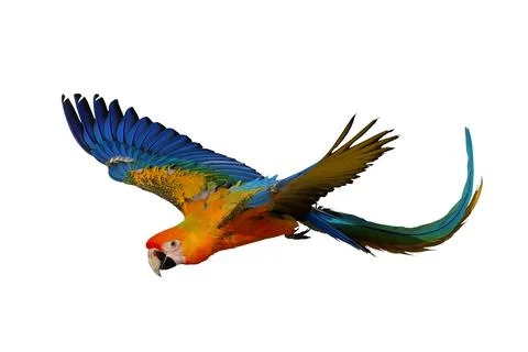 Parrot Stock Photos