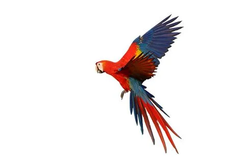 Parrot Stock Photos