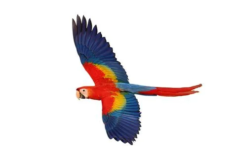 Parrot Stock Photos