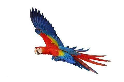 Parrot Stock Photos
