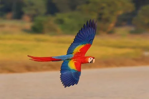 Parrot Stock Photos
