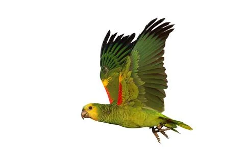 Parrot Stock Photos
