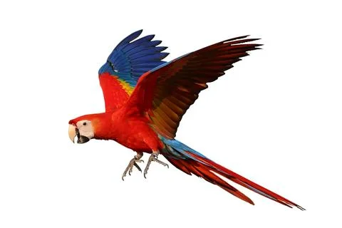 Parrot Stock Photos